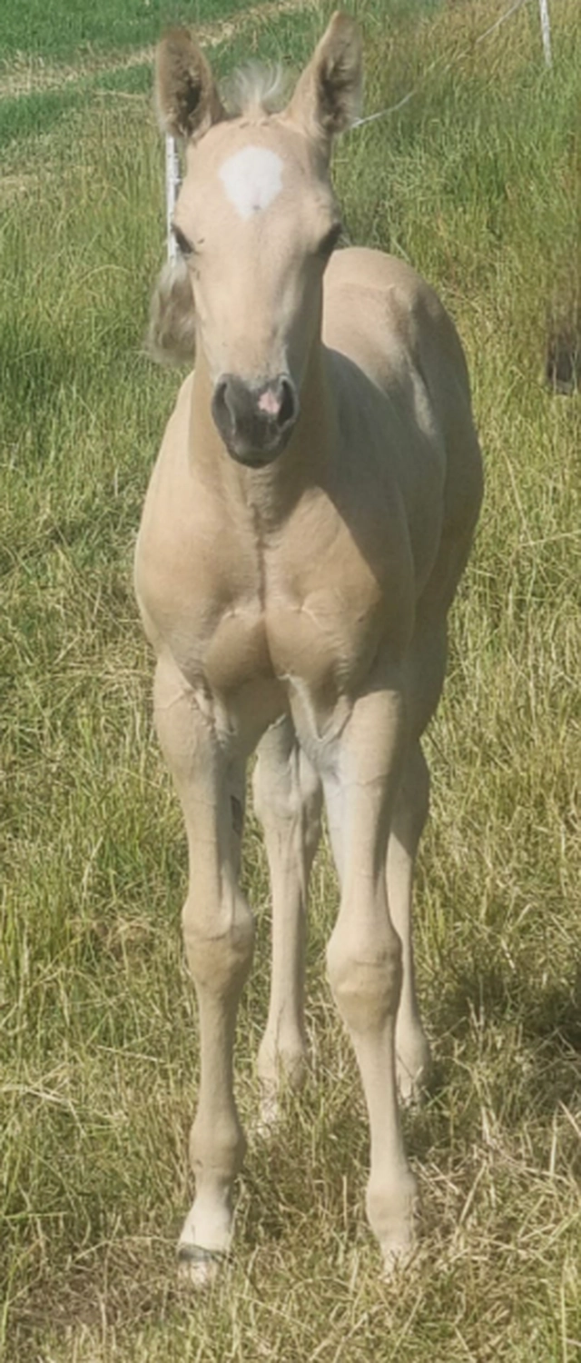 Jw Quarter & Paint Züchter - Pferdezucht - Goldenpower Dun Dee (QH)
