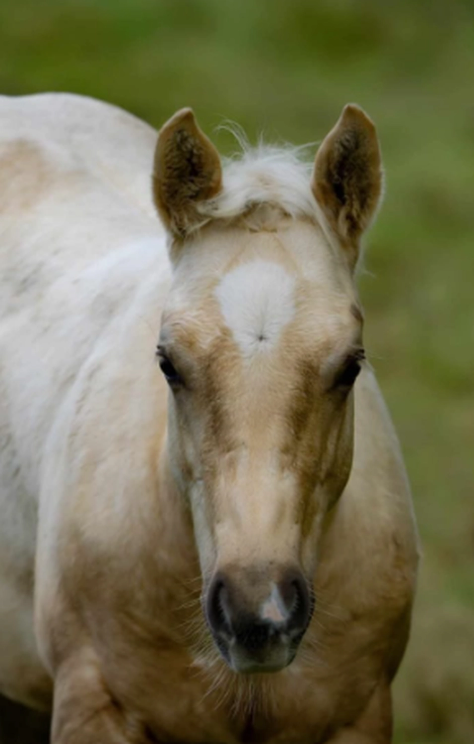Jw Quarter & Paint Züchter - Pferdezucht - Goldenpower Dun Dee (QH)