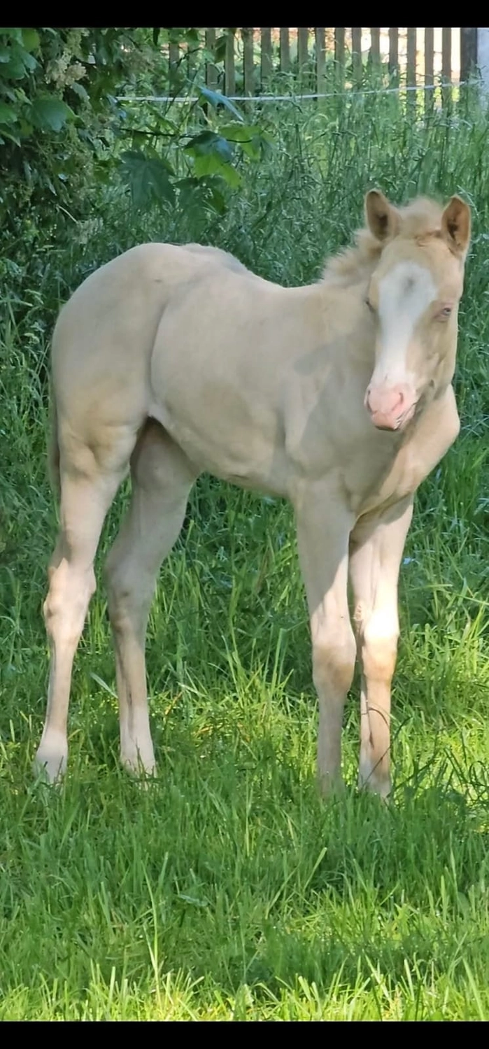 Jw Quarter & Paint Züchter - Pferdezucht - Goldenpower Dun Dee (QH)