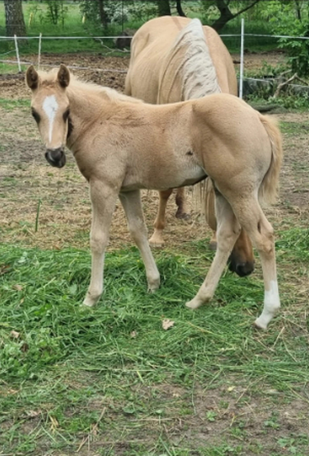 Jw Quarter & Paint Züchter - Pferdezucht - CDC Goldenbunnydunit (QH)