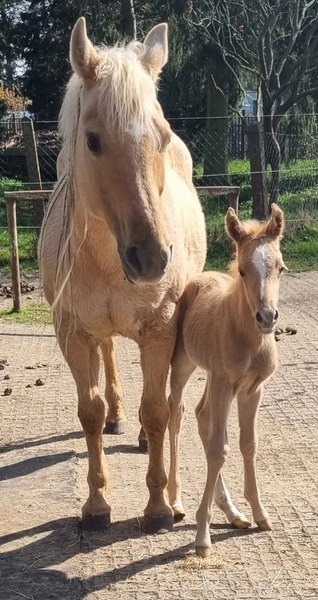 Jw Quarter & Paint Züchter - Pferdezucht - CDC Goldenbunnydunit (QH)