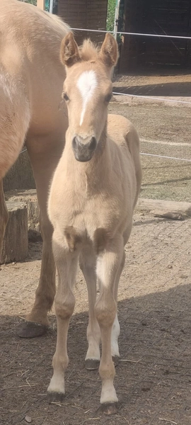Jw Quarter & Paint Züchter - Pferdezucht - CDC Goldenbunnydunit (QH)