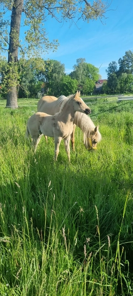 Jw Quarter & Paint Züchter - Pferdezucht - CDC Goldenbunnydunit (QH)