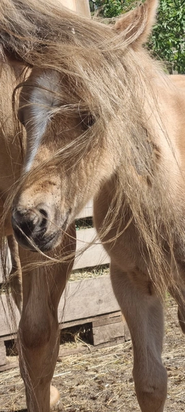 Jw Quarter & Paint Züchter - Pferdezucht - CDC Goldenbunnydunit (QH)