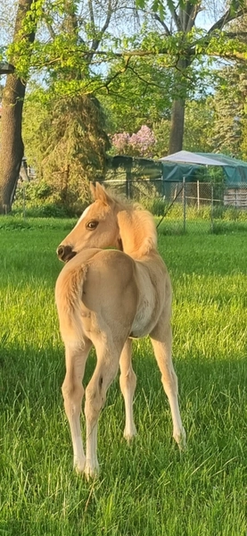 Jw Quarter & Paint Züchter - Pferdezucht - CDC Goldenbunnydunit (QH)