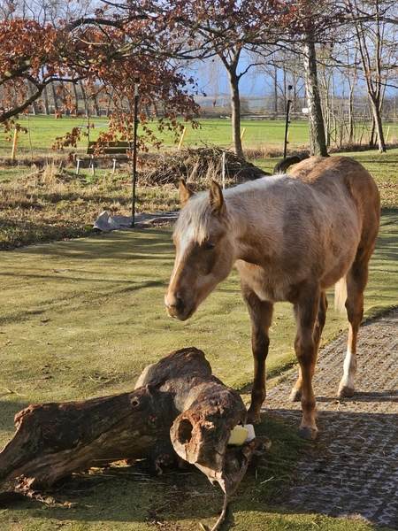 Jw Quarter & Paint Züchter - Pferdezucht - CDC Goldenbunnydunit (QH)