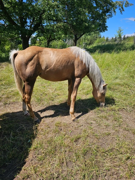 Jw Quarter & Paint Züchter - Pferdezucht - CDC Goldenbunnydunit (QH)