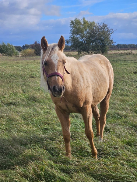 Jw Quarter & Paint Züchter - Pferdezucht - CDC Goldenbunnydunit (QH)