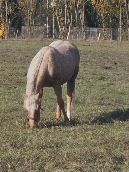 Jw Quarter & Paint Züchter - Pferdezucht - CDC Goldenbunnydunit (QH)