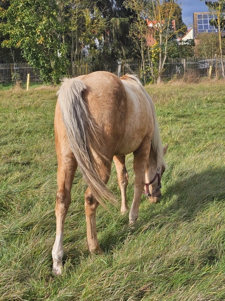 Jw Quarter & Paint Züchter - Pferdezucht - CDC Goldenbunnydunit (QH)