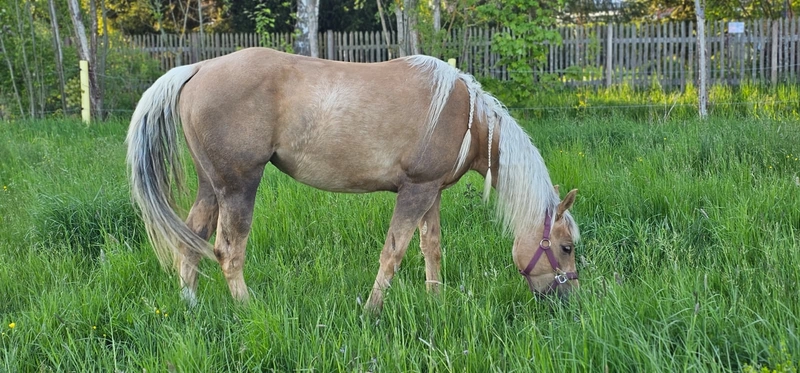 Jw Quarter & Paint Züchter - Pferdezucht - CDC Goldenbunnydunit (QH)