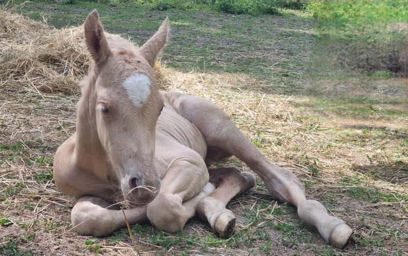 Jw Quarter & Paint Züchter - Pferdezucht - Goldenpower Dun Dee (QH)