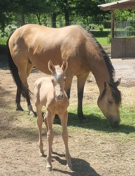 Jw Quarter & Paint Züchter - Pferdezucht - Goldenpower Dun Dee (QH)