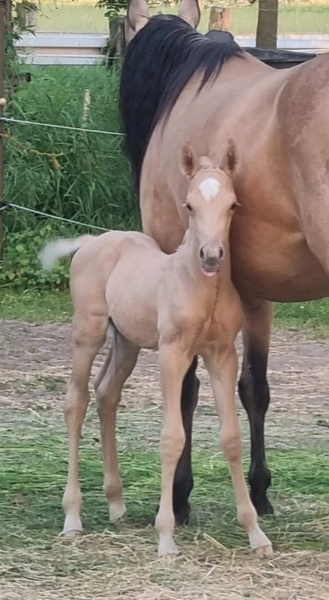 Jw Quarter & Paint Züchter - Pferdezucht - Goldenpower Dun Dee (QH)