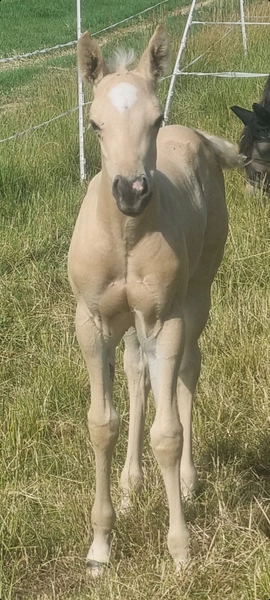 Jw Quarter & Paint Züchter - Pferdezucht - Goldenpower Dun Dee (QH)