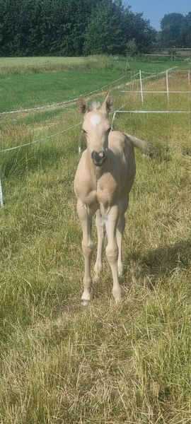 Jw Quarter & Paint Züchter - Pferdezucht - Goldenpower Dun Dee (QH)