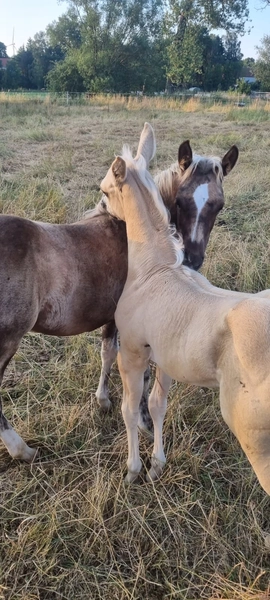 Jw Quarter & Paint Züchter - Pferdezucht - Goldenpower Dun Dee (QH)