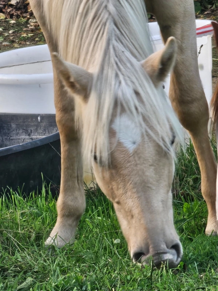 Jw Quarter & Paint Züchter - Pferdezucht - Goldenpower Dun Dee (QH)