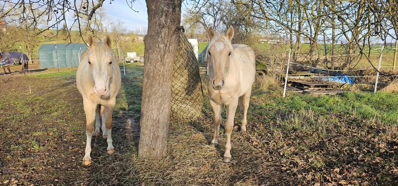 Jw Quarter & Paint Züchter - Pferdezucht - Pferd