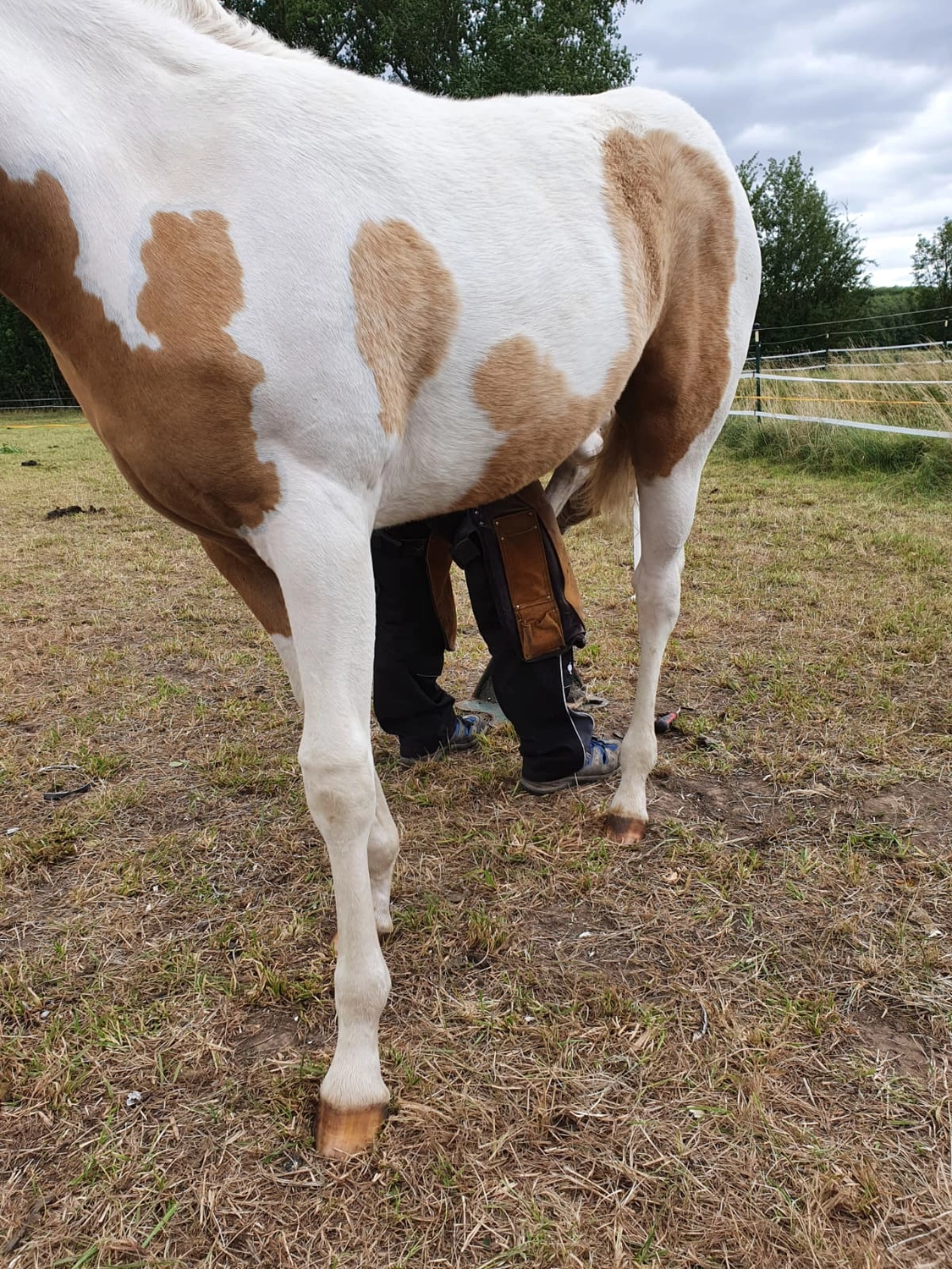 Jw Quarter & Paint Züchter - Pferdezucht - Pferd