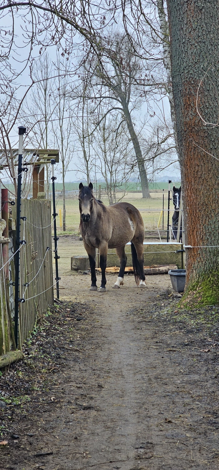 Jw Quarter & Paint Züchter - Pferdezucht - Hailys Dualectra (QH)