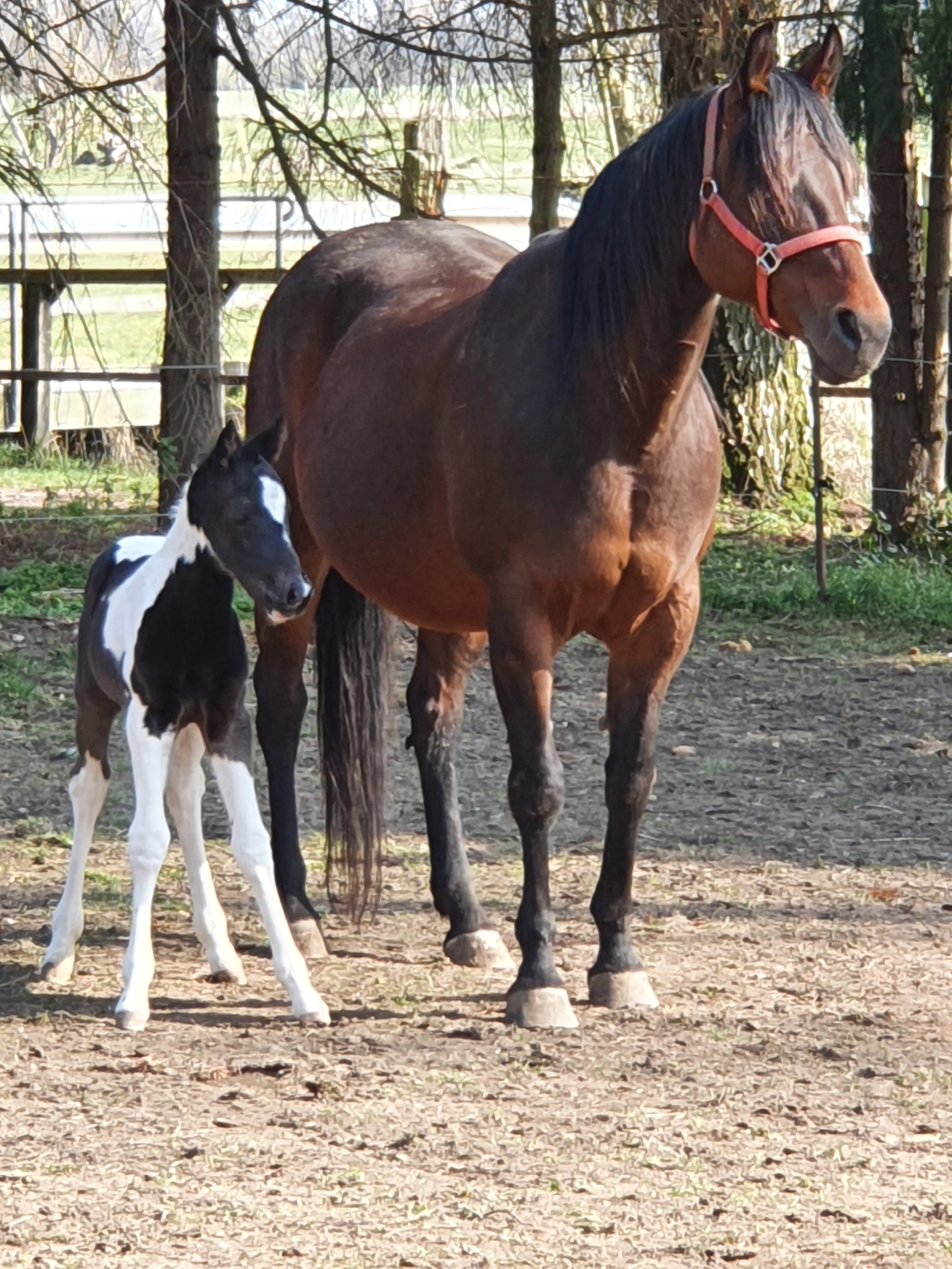 Jw Quarter & Paint Züchter - Pferdezucht - Smart Cats Dancer (QP)