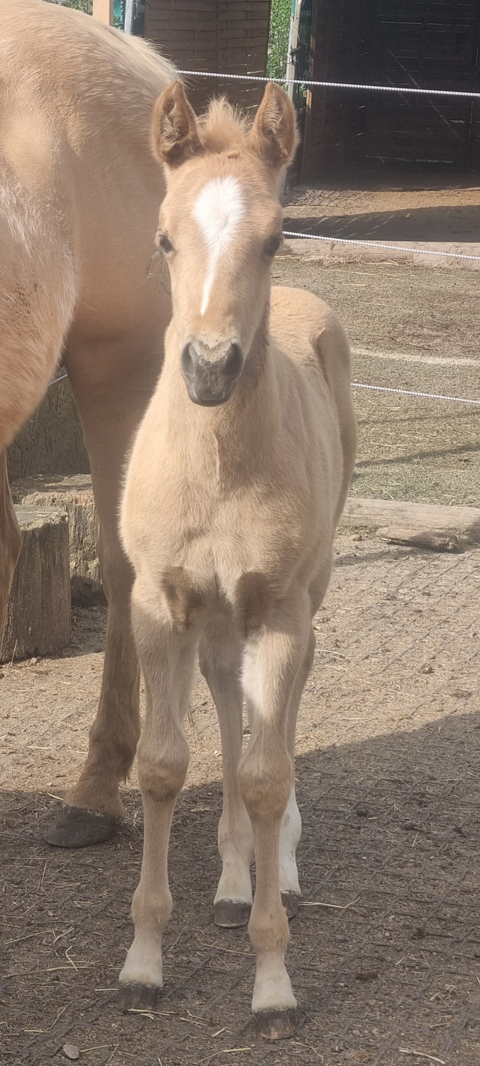 Jw Quarter & Paint Züchter - Pferdezucht - CDC Goldenbunnydunit (QH)