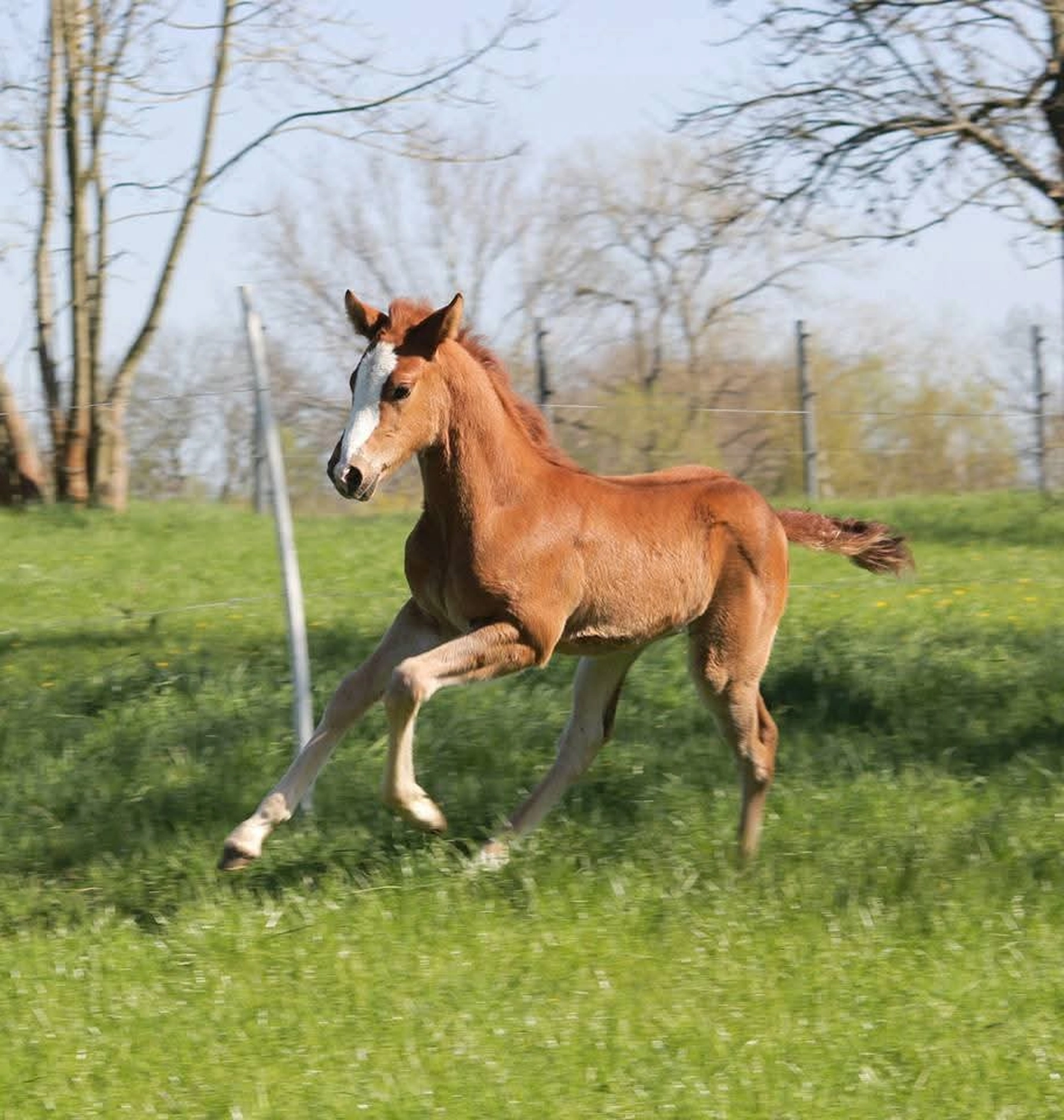 Jw Quarter & Paint Züchter - Pferdezucht - Miss Special Peppchexy (QP)