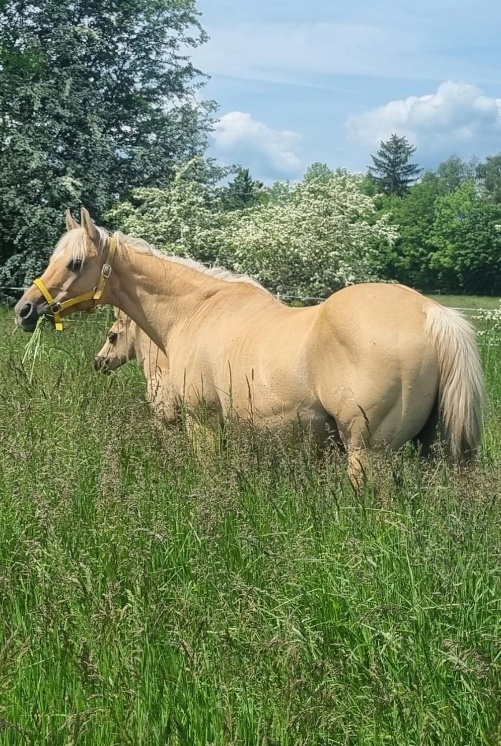 Jw Quarter & Paint Züchter - Pferdezucht - Pferd