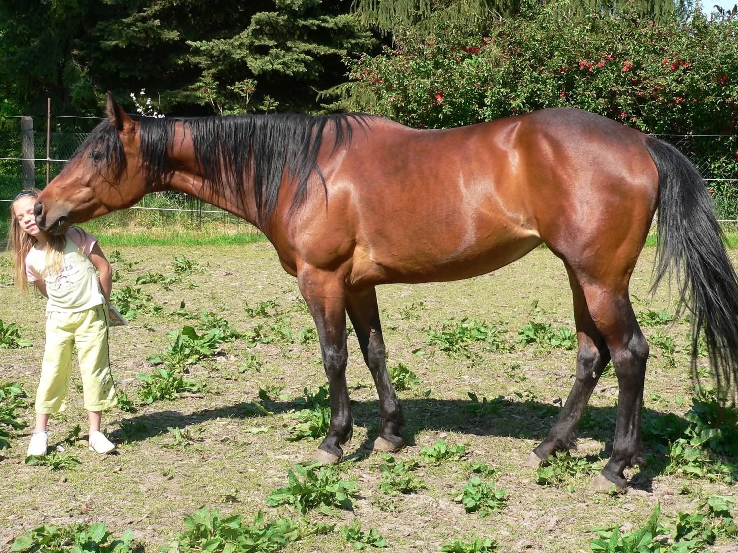 Jw Quarter & Paint Züchter – Pferdezucht – Simply Dusty Rider (QP)