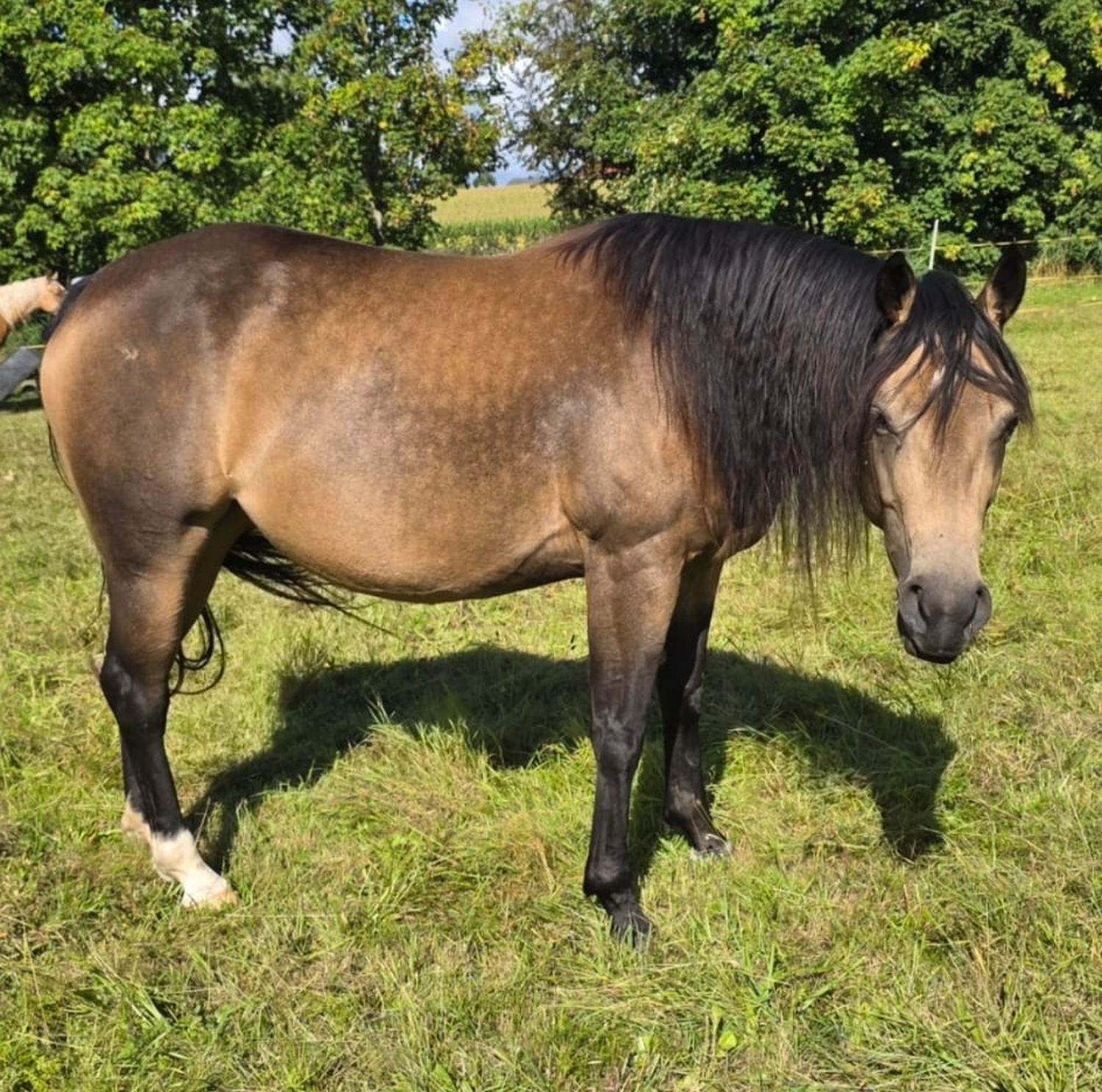 Jw Quarter & Paint Züchter - Pferdezucht - Hailys Dualectra (QH)