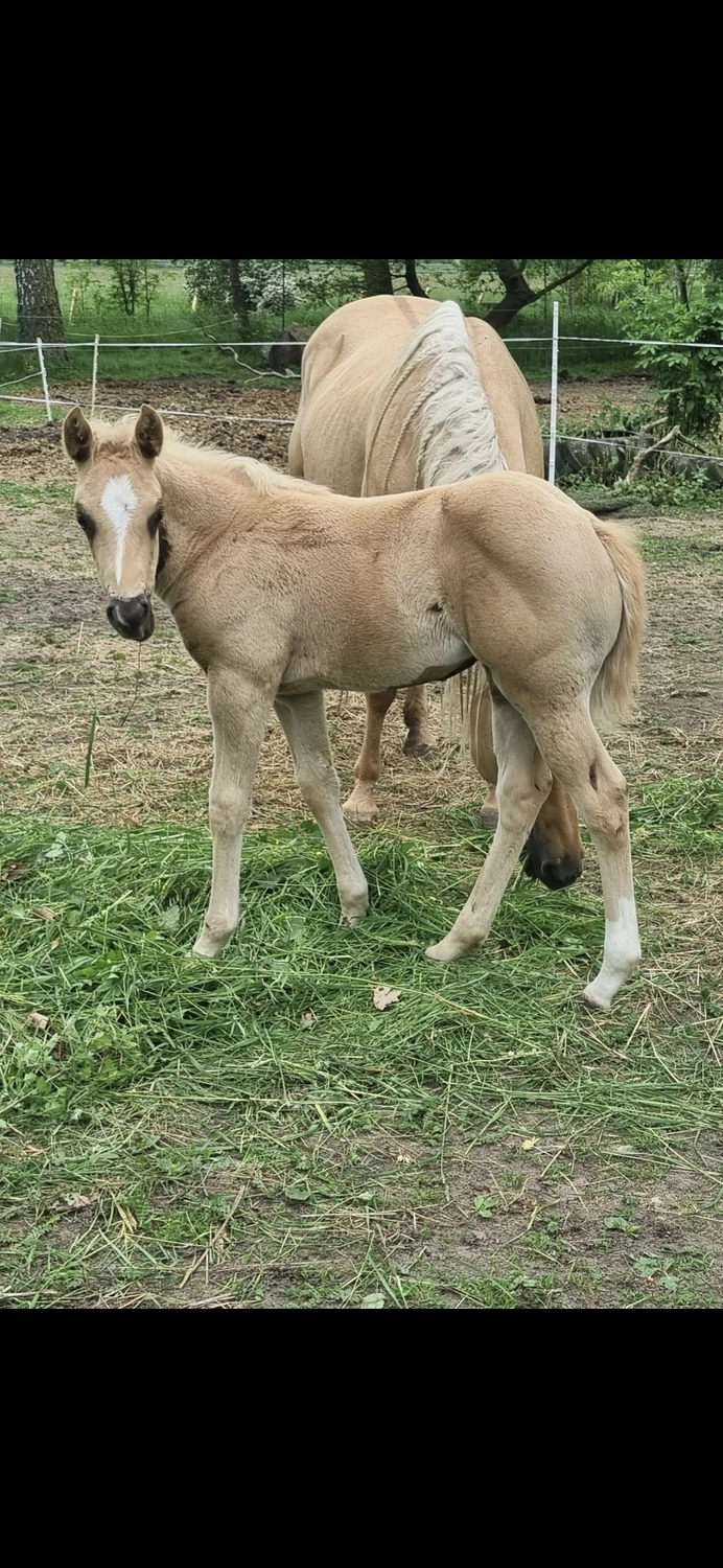 Jw Quarter & Paint Züchter - Pferdezucht - CDC Goldenbunnydunit (QH)