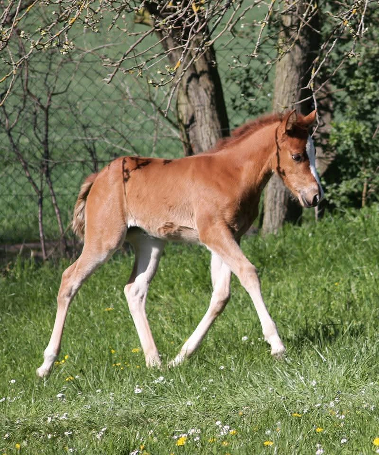 Jw Quarter & Paint Züchter - Pferdezucht - Miss Special Peppchexy (QP)