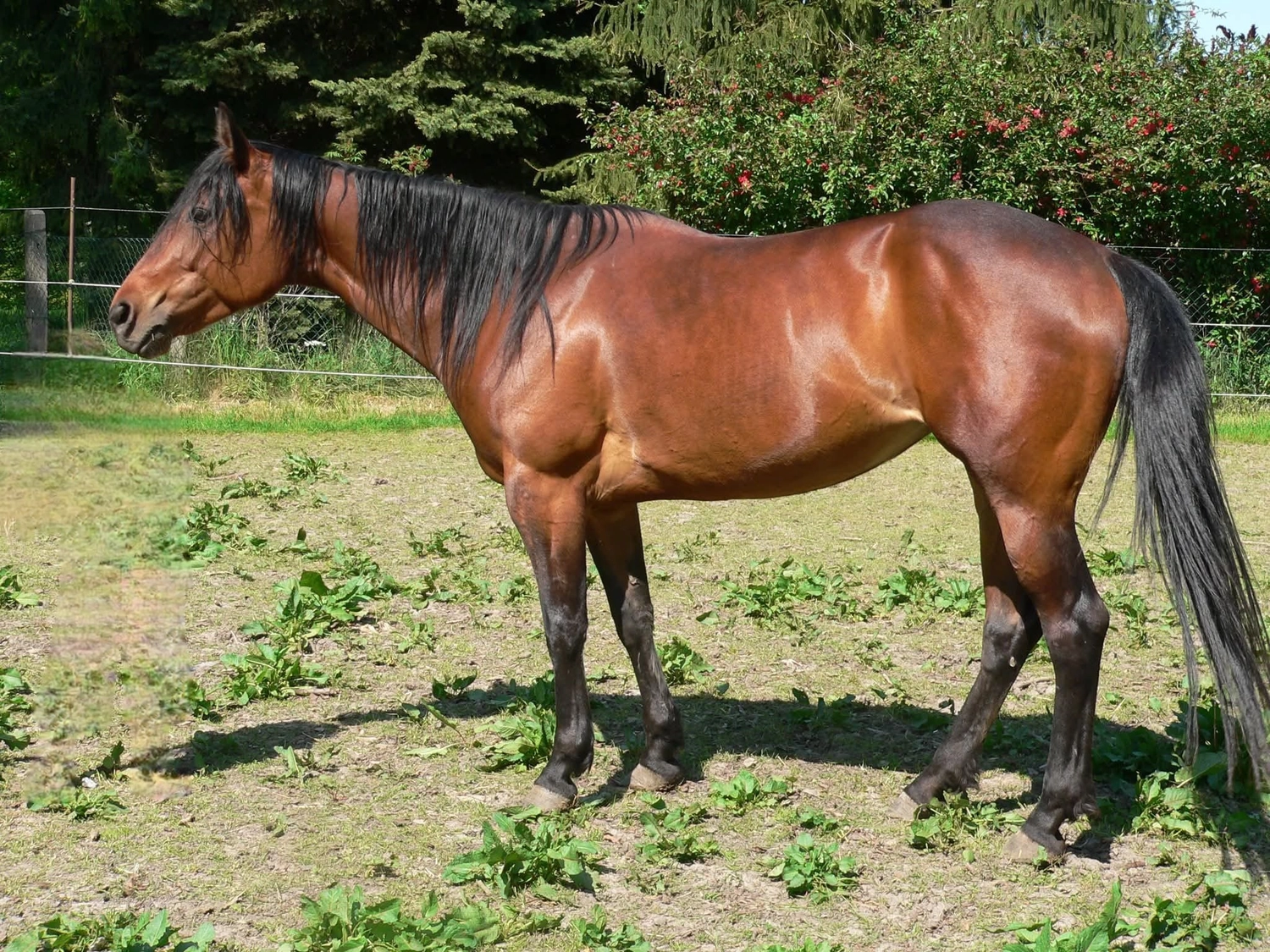 Jw Quarter & Paint Züchter – Pferdezucht – Simply Dusty Rider (QP)