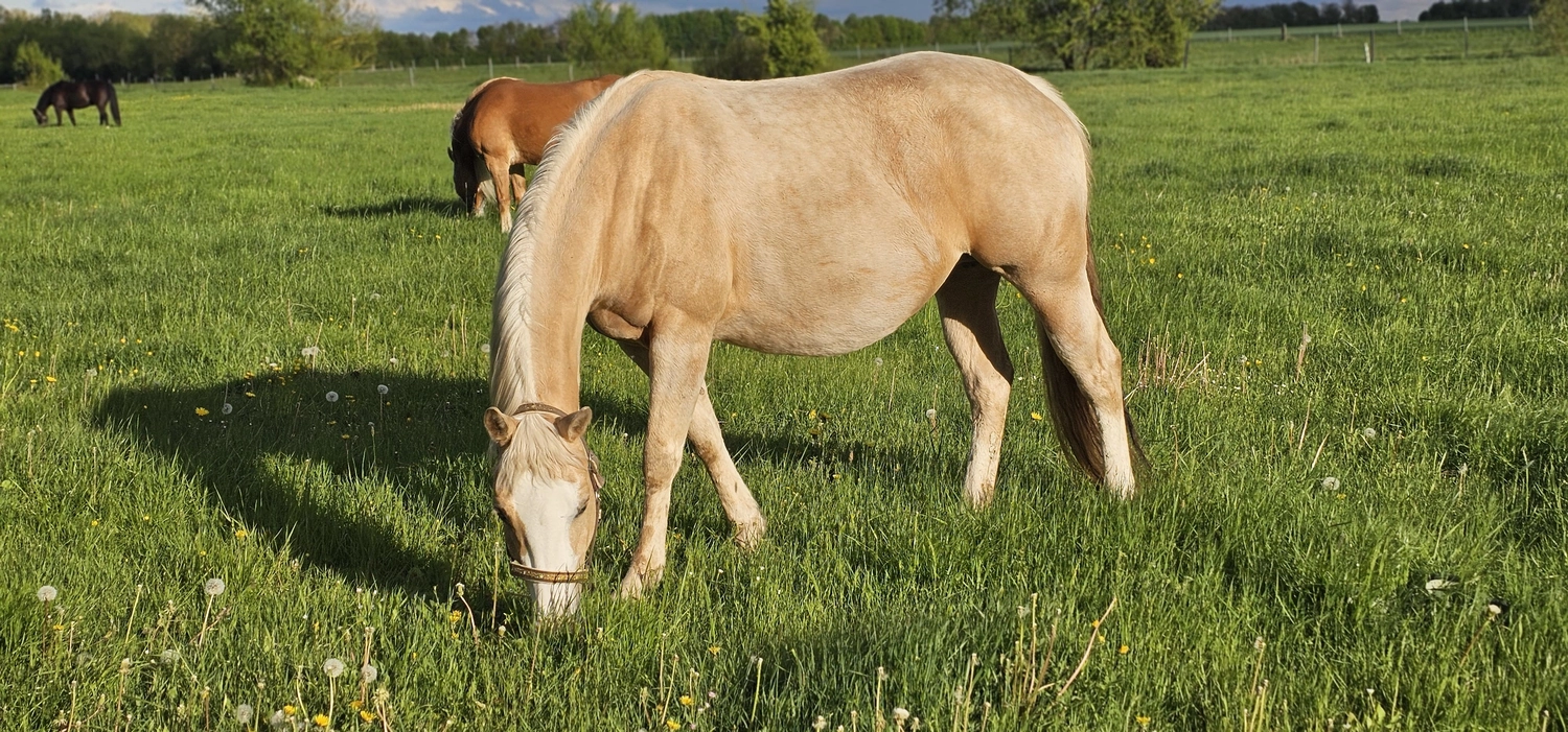 Jw Quarter & Paint Züchter - Pferdezucht - Pferd