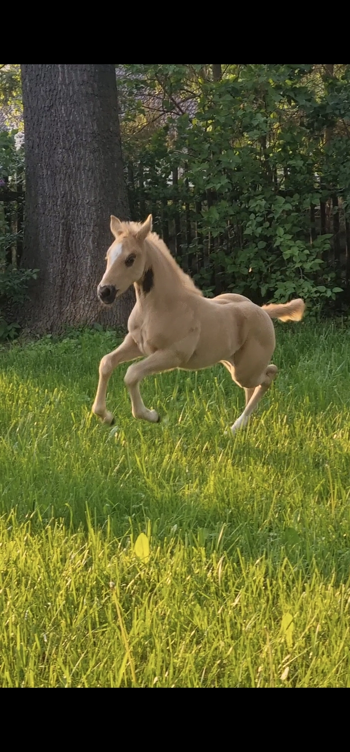 Jw Quarter & Paint Züchter - Pferdezucht - CDC Goldenbunnydunit (QH)
