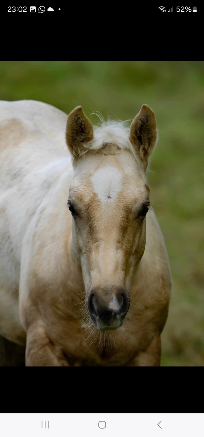 Jw Quarter & Paint Züchter - Pferdezucht - Goldenpower Dun Dee (QH)