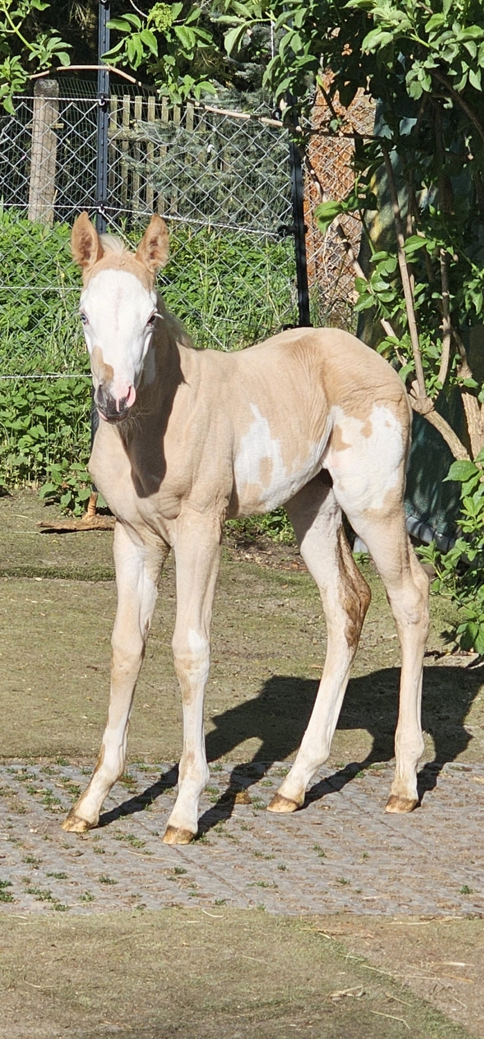 Jw Quarter & Paint Züchter - Pferdezucht - Listo Moonys Gun (PH)