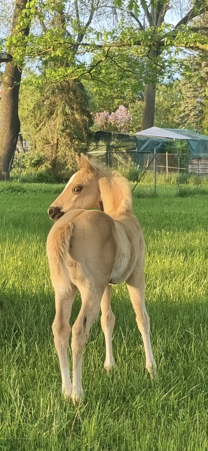Jw Quarter & Paint Züchter - Pferdezucht - CDC Goldenbunnydunit (QH)
