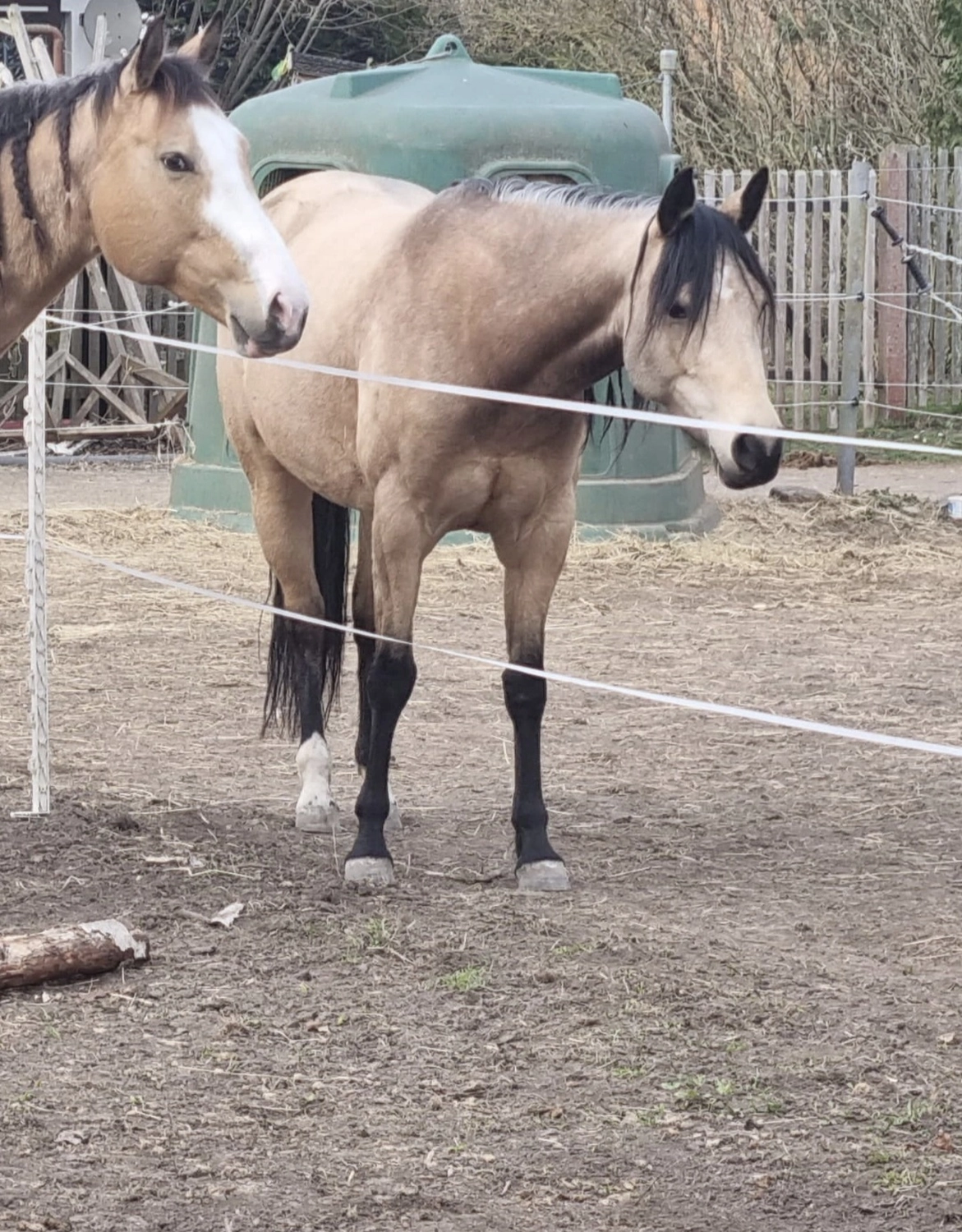 Jw Quarter & Paint Züchter - Pferdezucht - Magic Maggie Mae (QH)
