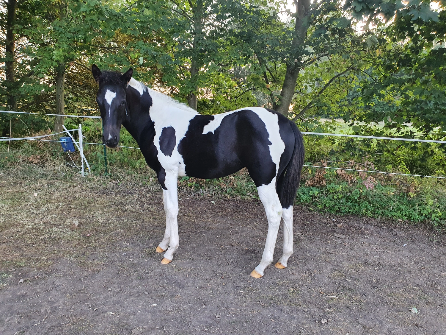 Jw Quarter & Paint Züchter - Pferdezucht - Smart Cats Dancer (QP)