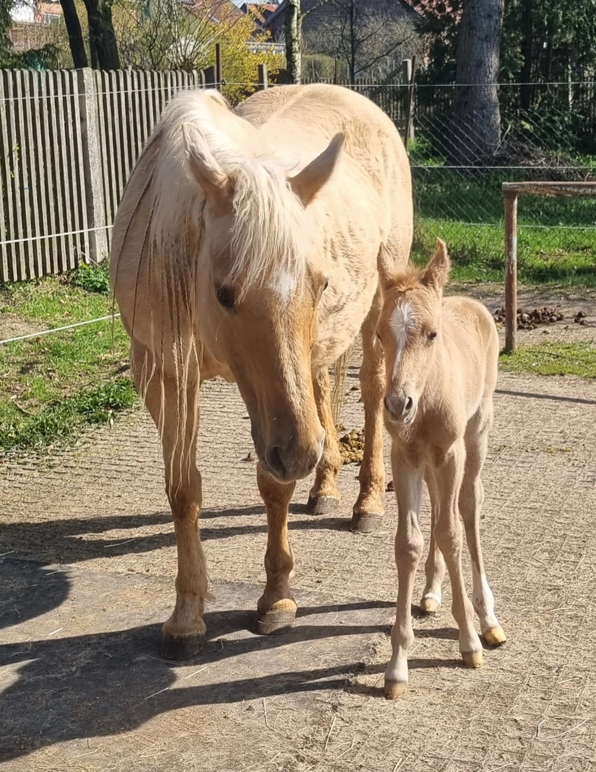 Jw Quarter & Paint Züchter - Pferdezucht - Pferd