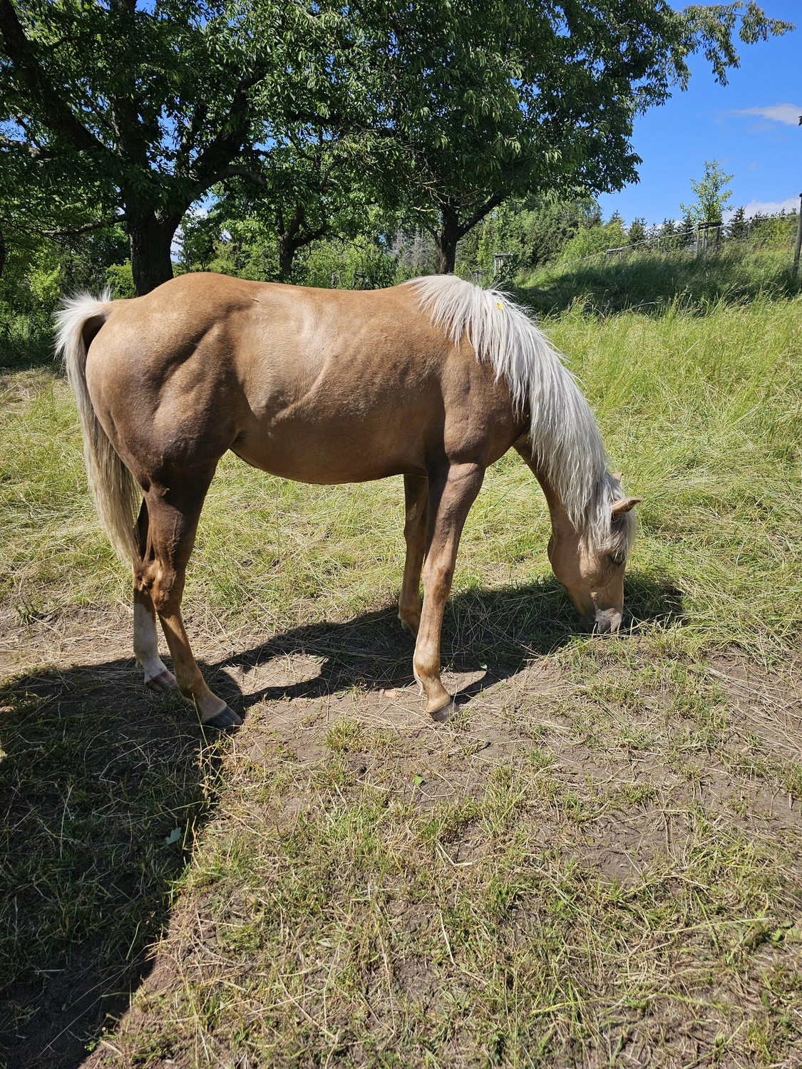 Jw Quarter & Paint Züchter - Pferdezucht - CDC Goldenbunnydunit (QH)