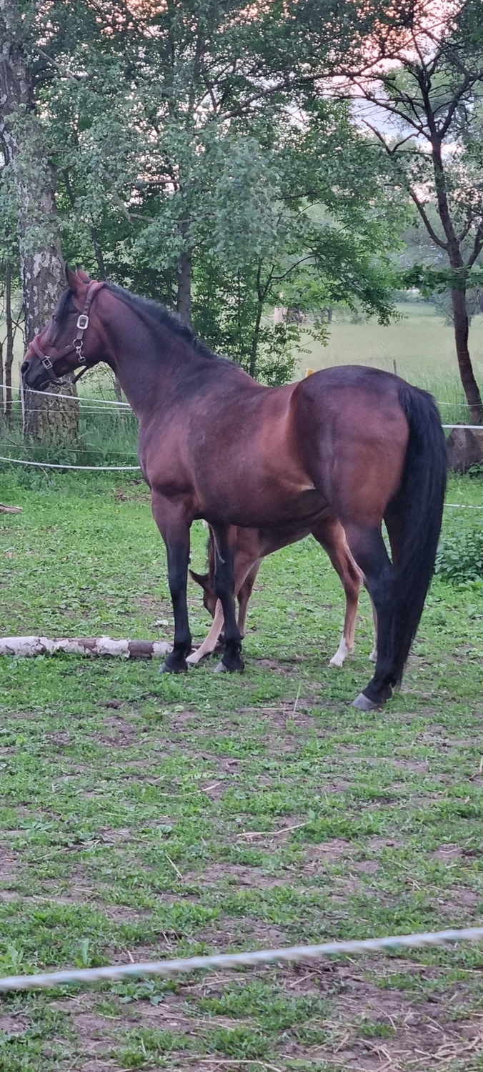 Jw Quarter & Paint Züchter – Pferdezucht – Simply Dusty Rider (QP)