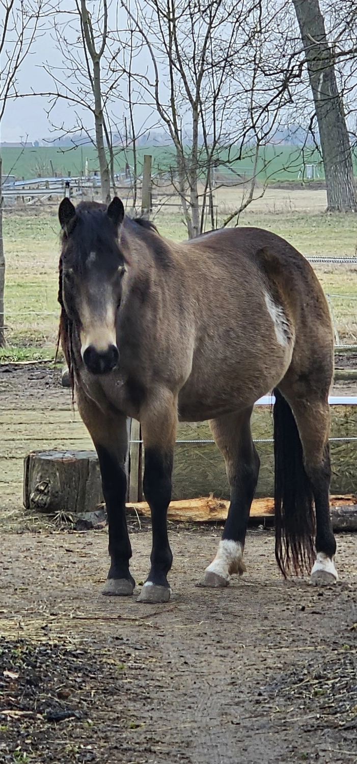 Jw Quarter & Paint Züchter - Pferdezucht - Hailys Dualectra (QH)