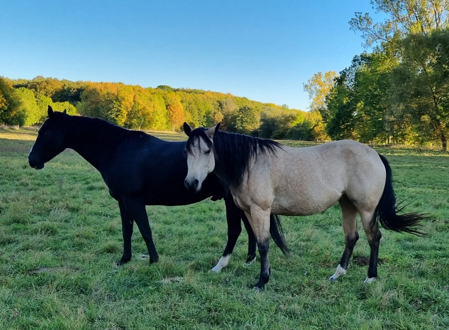 Jw Quarter & Paint Züchter - Pferdezucht - Magic Maggie Mae (QH)