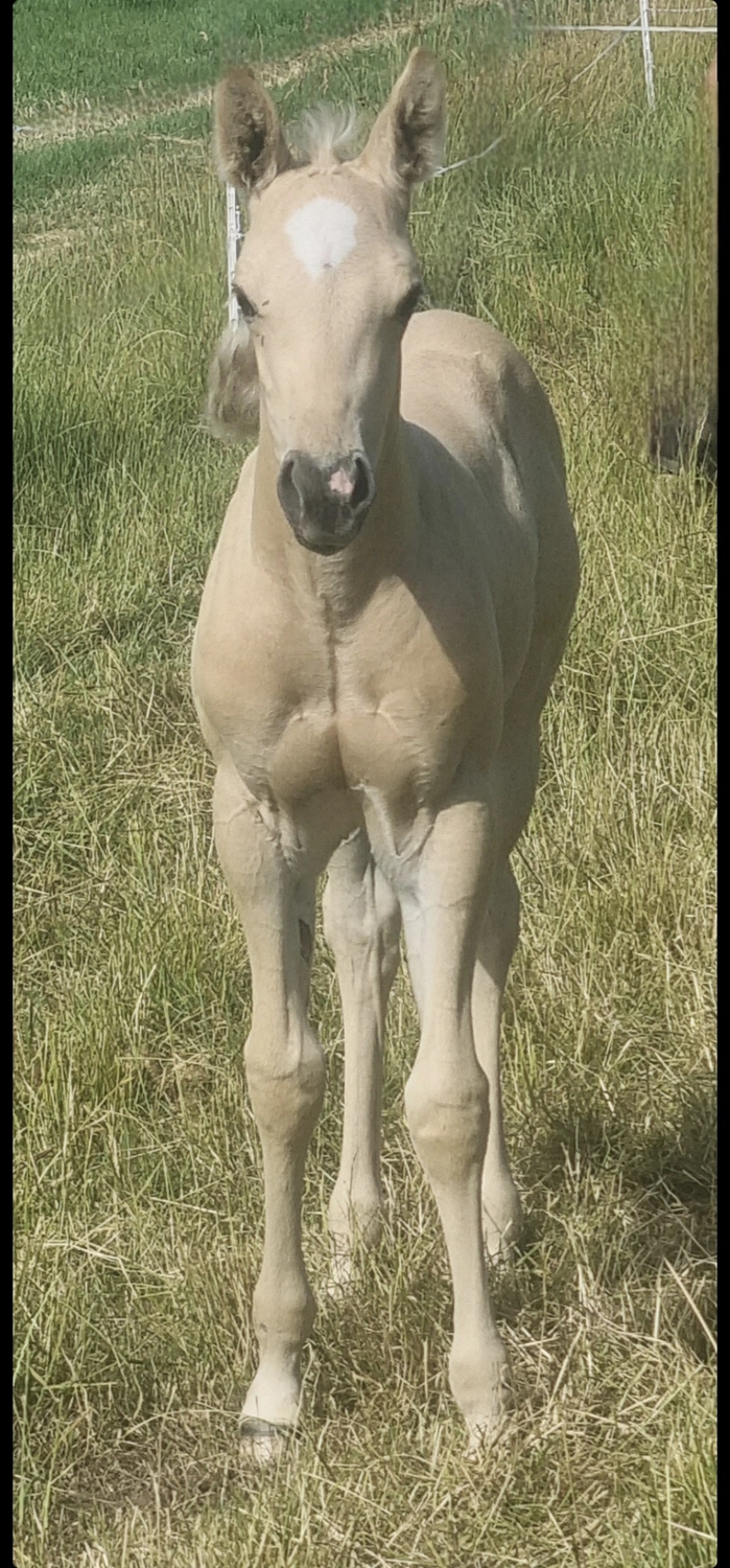 Jw Quarter & Paint Züchter - Pferdezucht - Goldenpower Dun Dee (QH)