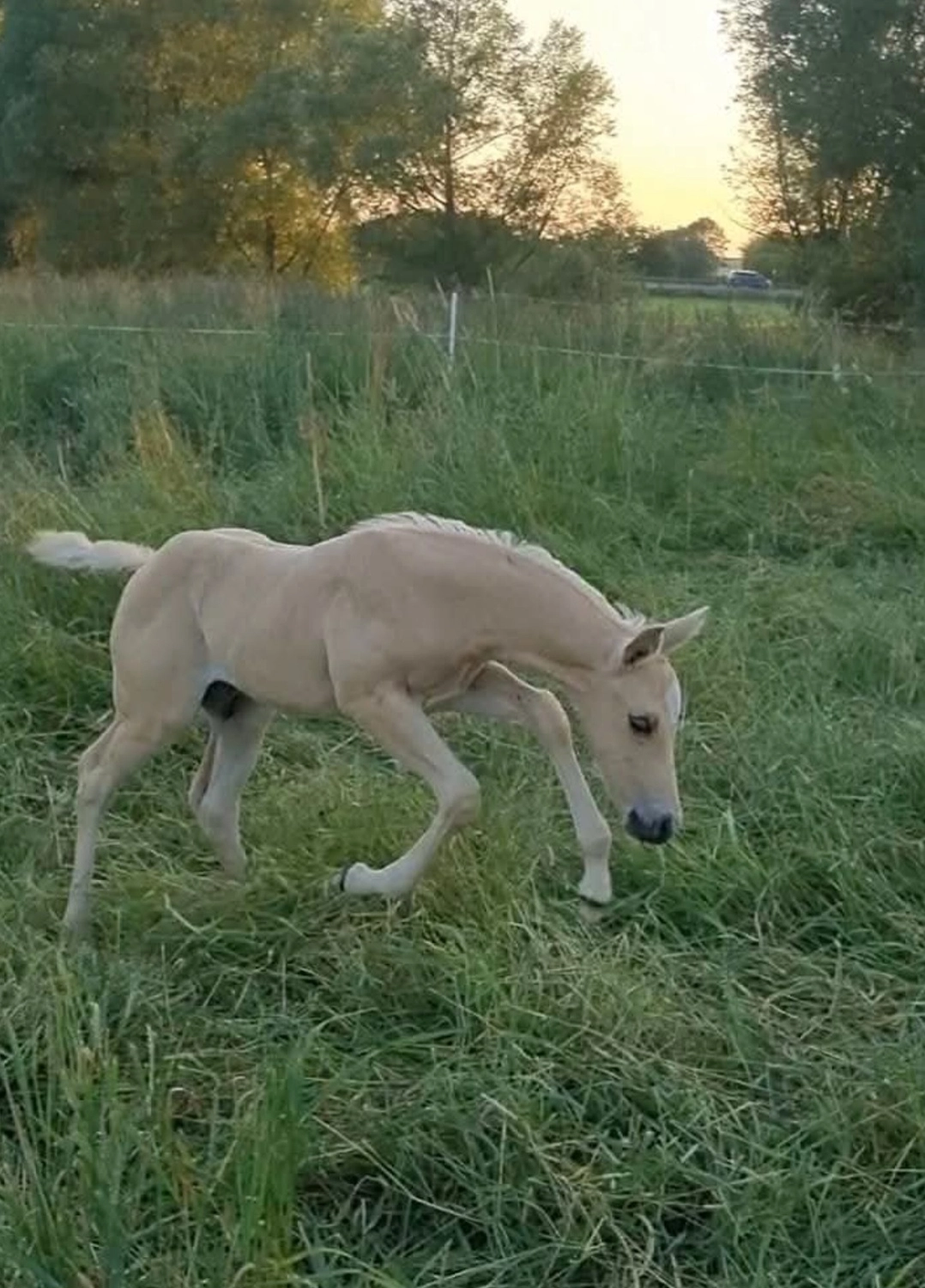 Jw Quarter & Paint Züchter - Pferdezucht - Goldenpower Dun Dee (QH)