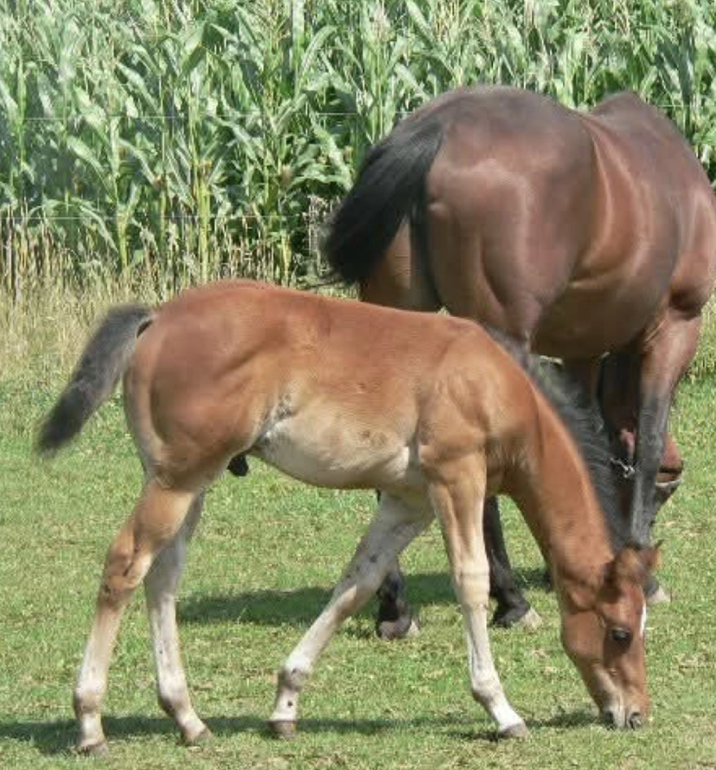 Jw Quarter & Paint Züchter - Pferdezucht - Kings Jolly Jumper (QP)