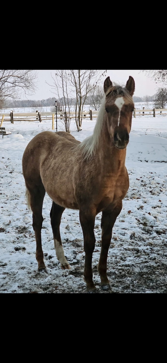 Jw Quarter & Paint Züchter - Pferdezucht - CDC Goldenbunnydunit (QH)